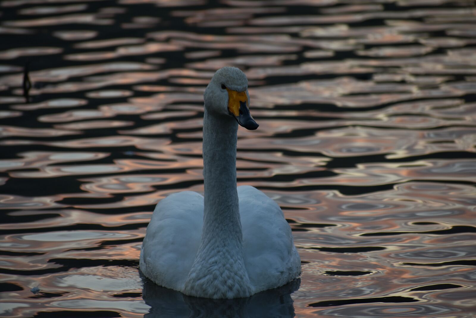 Nikon D7200 sample photo. Animal, lake, waterside photography