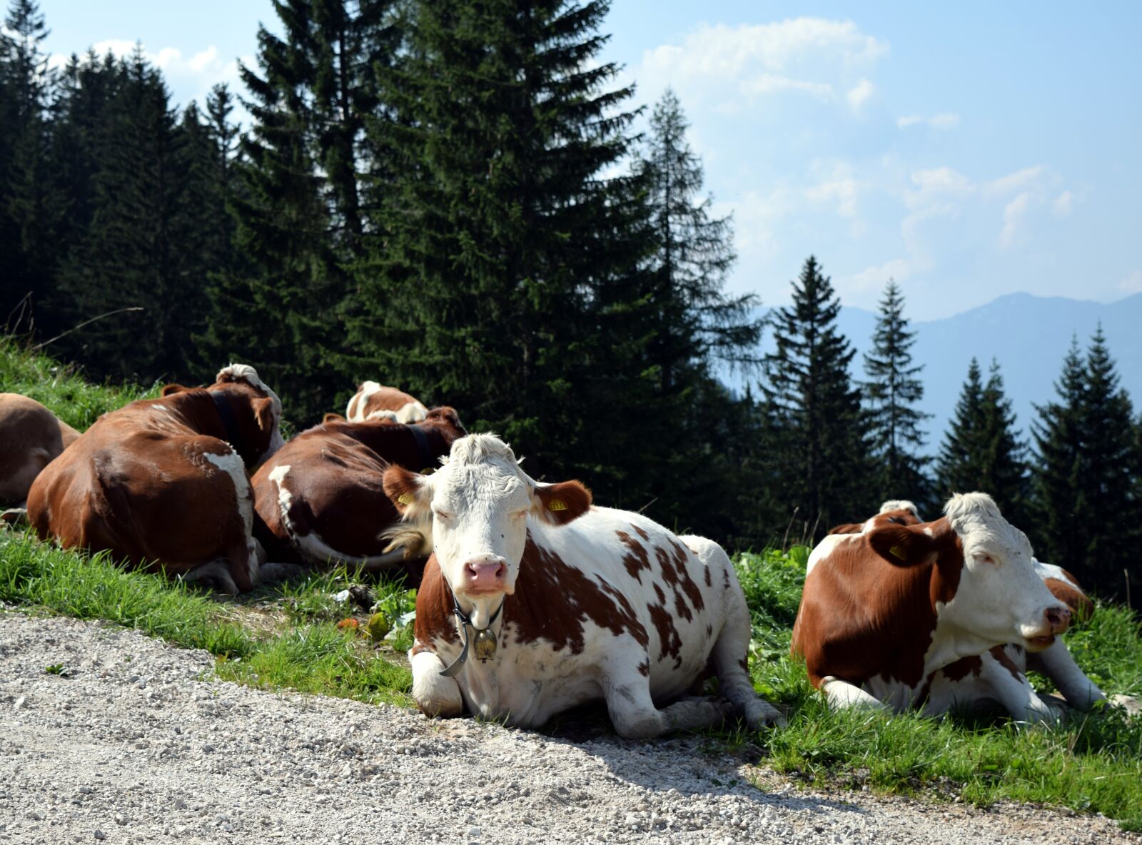 Nikon D5300 sample photo. Bavaria, cows, mountains photography