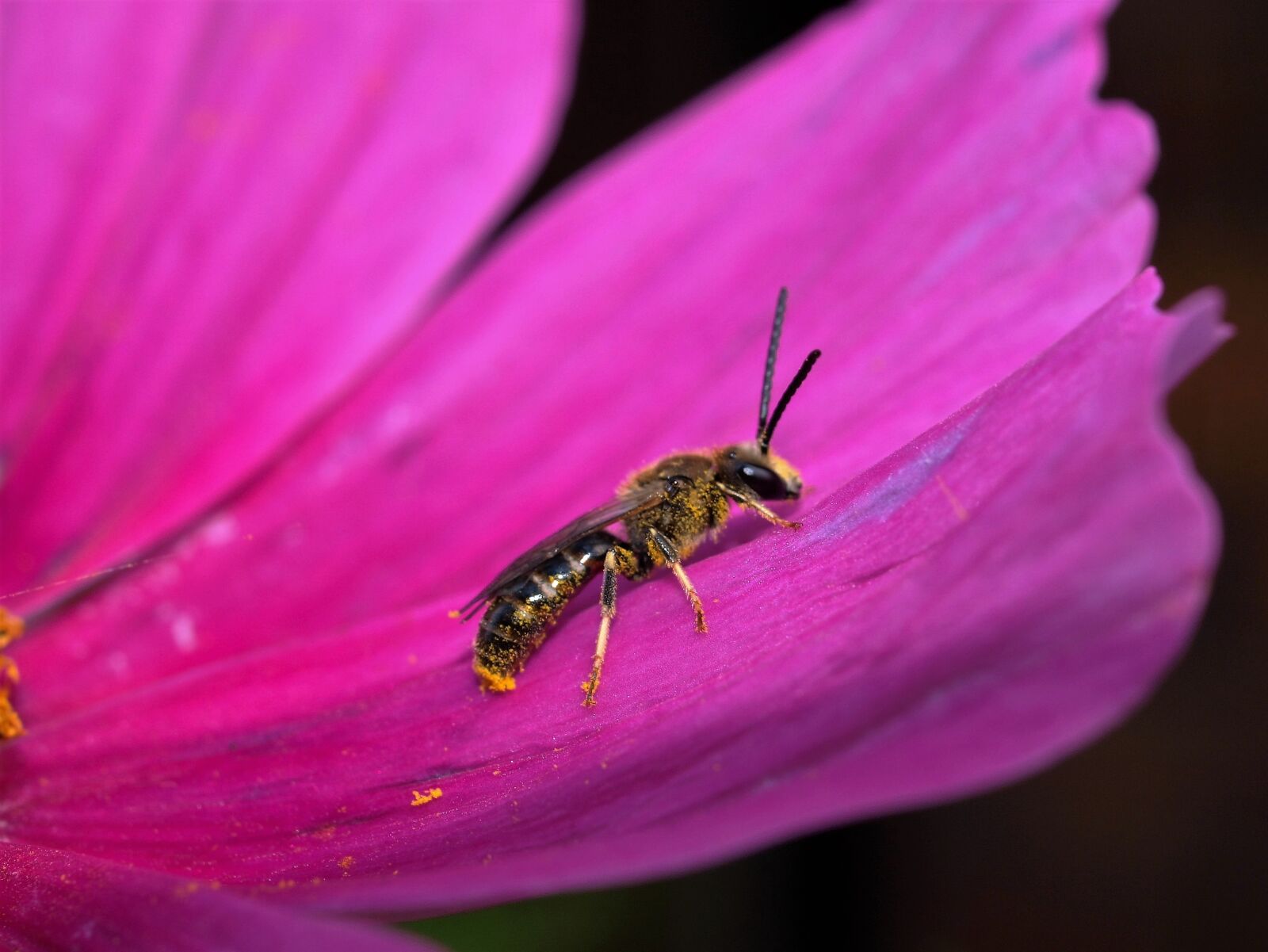 Olympus E-520 (EVOLT E-520) sample photo. Insect, nature, wasp photography