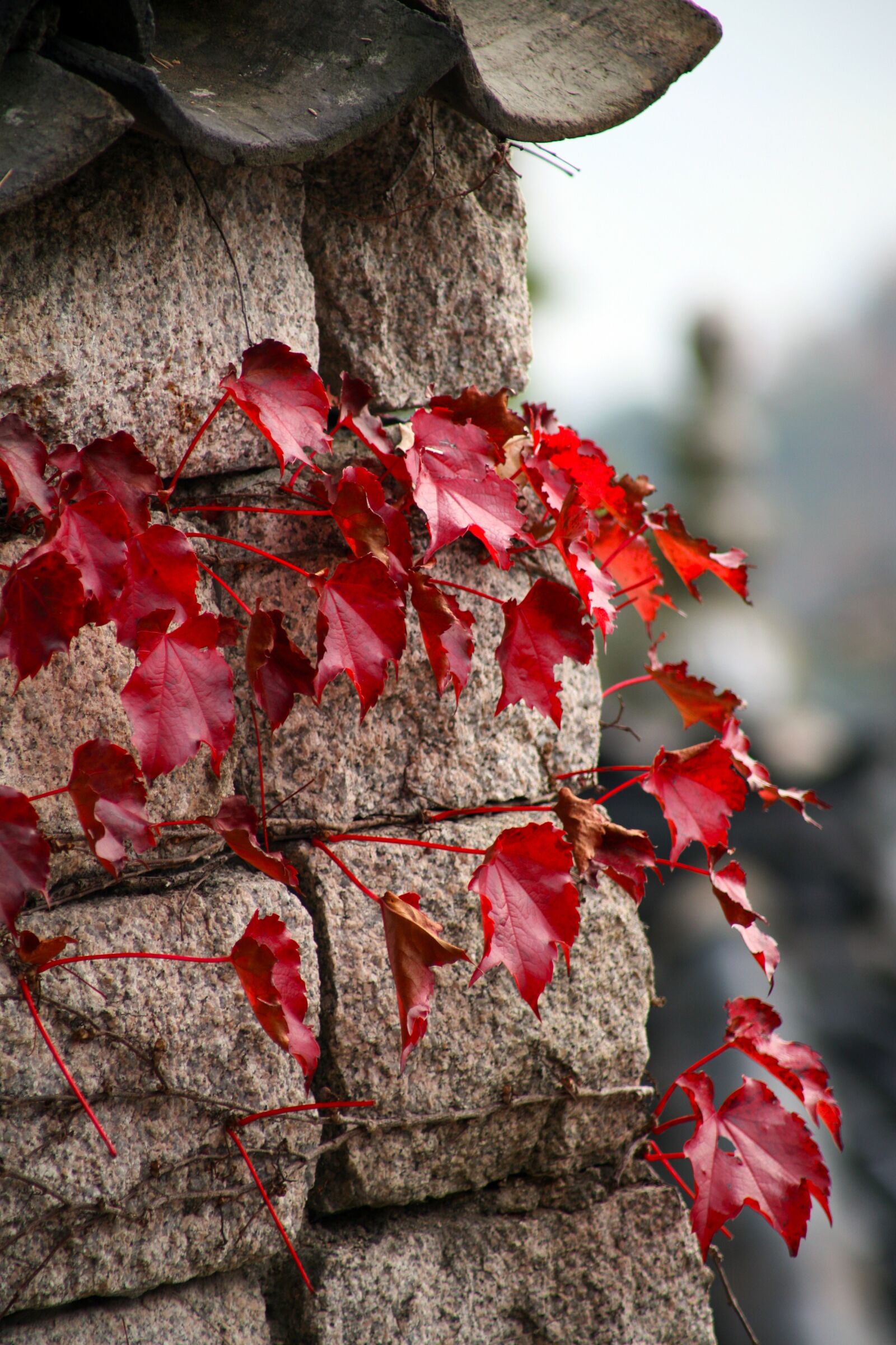 Canon EOS 5D sample photo. Autumn leaves, autumn, leaves photography