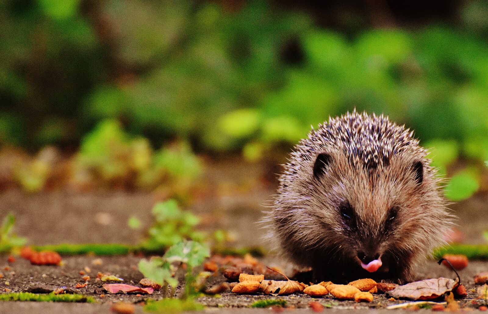 Nikon D7200 sample photo. Hedgehog child, young hedgehog photography
