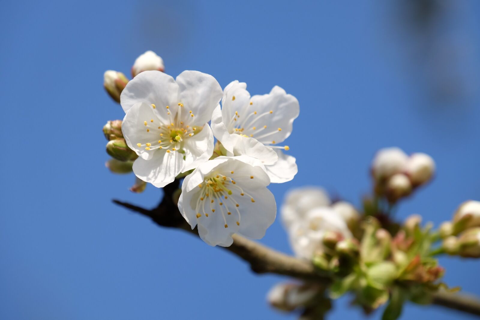 Fujifilm XF 18-135mm F3.5-5.6 R LM OIS WR sample photo. Flower, sky, white photography