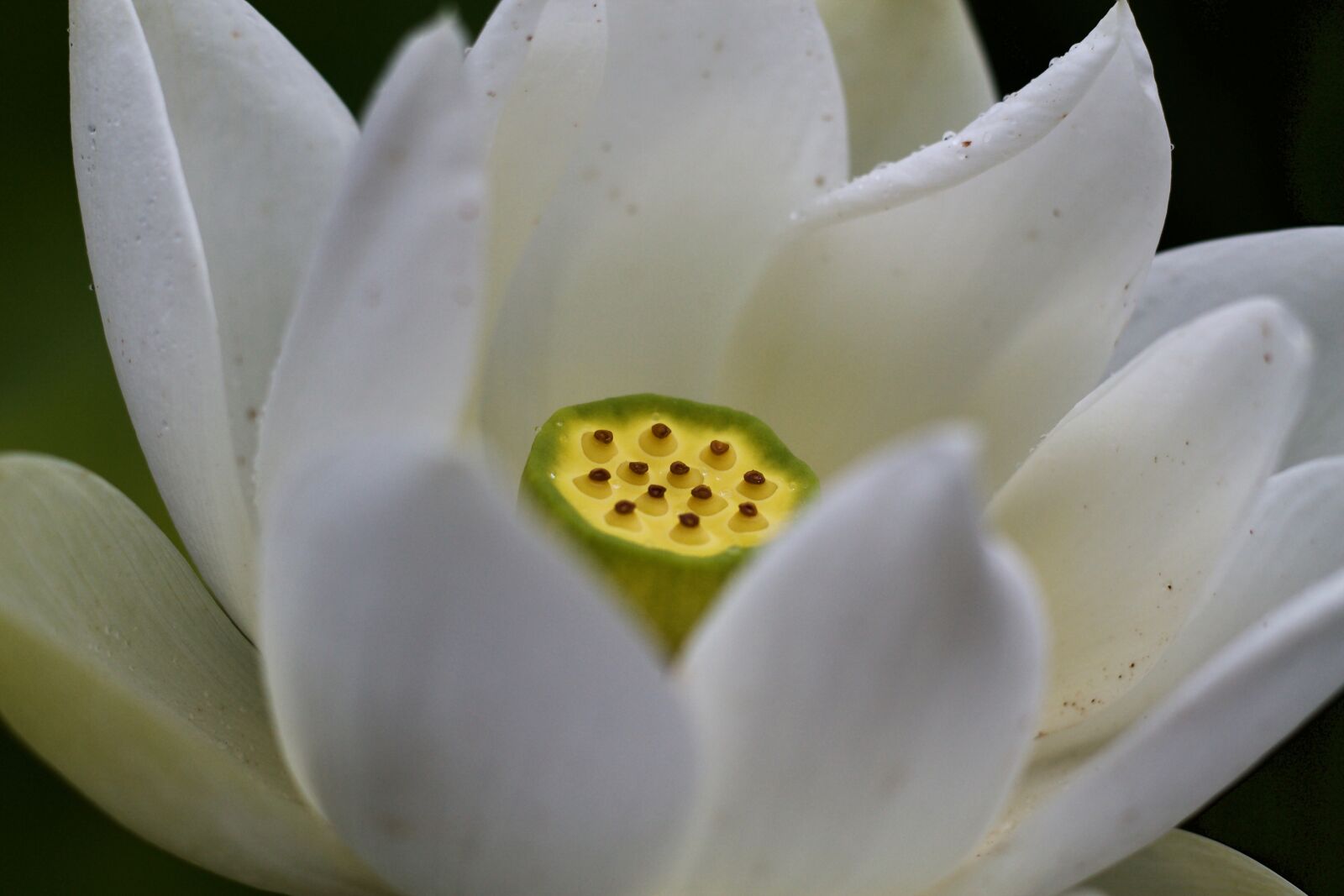Canon EOS 1100D (EOS Rebel T3 / EOS Kiss X50) + Canon EF 50mm F1.8 STM sample photo. White, flower, waterlilly photography