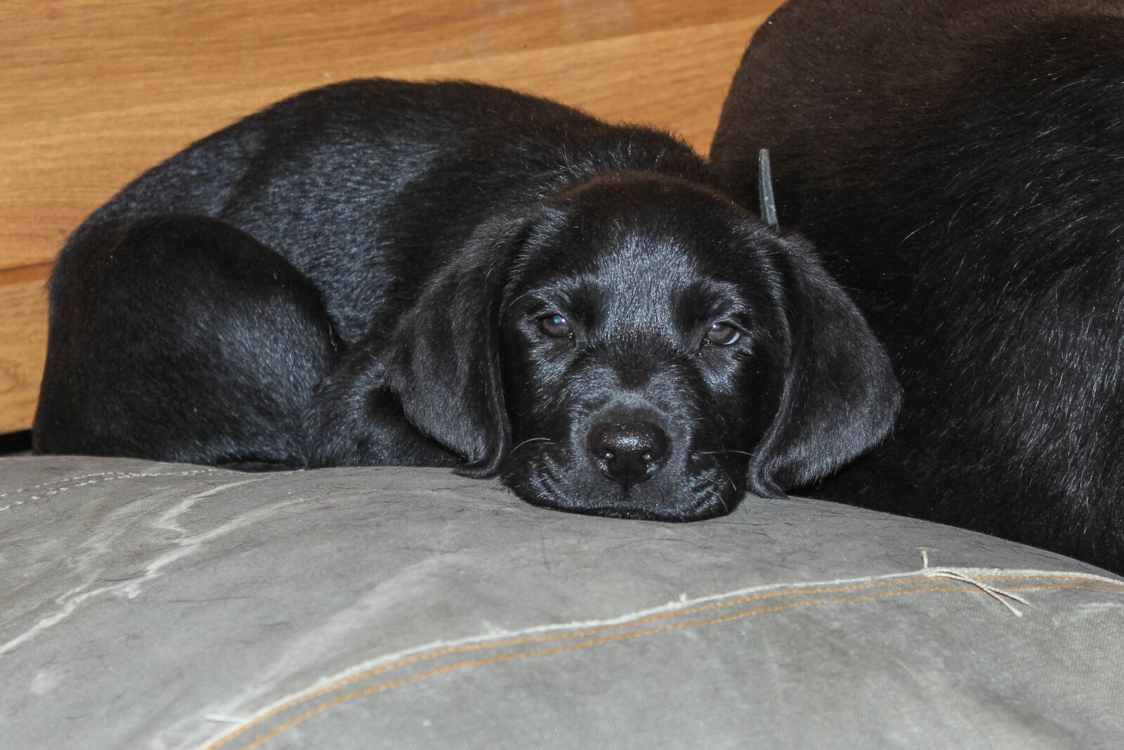 Canon EOS 600D (Rebel EOS T3i / EOS Kiss X5) sample photo. Labrador, black, puppy photography