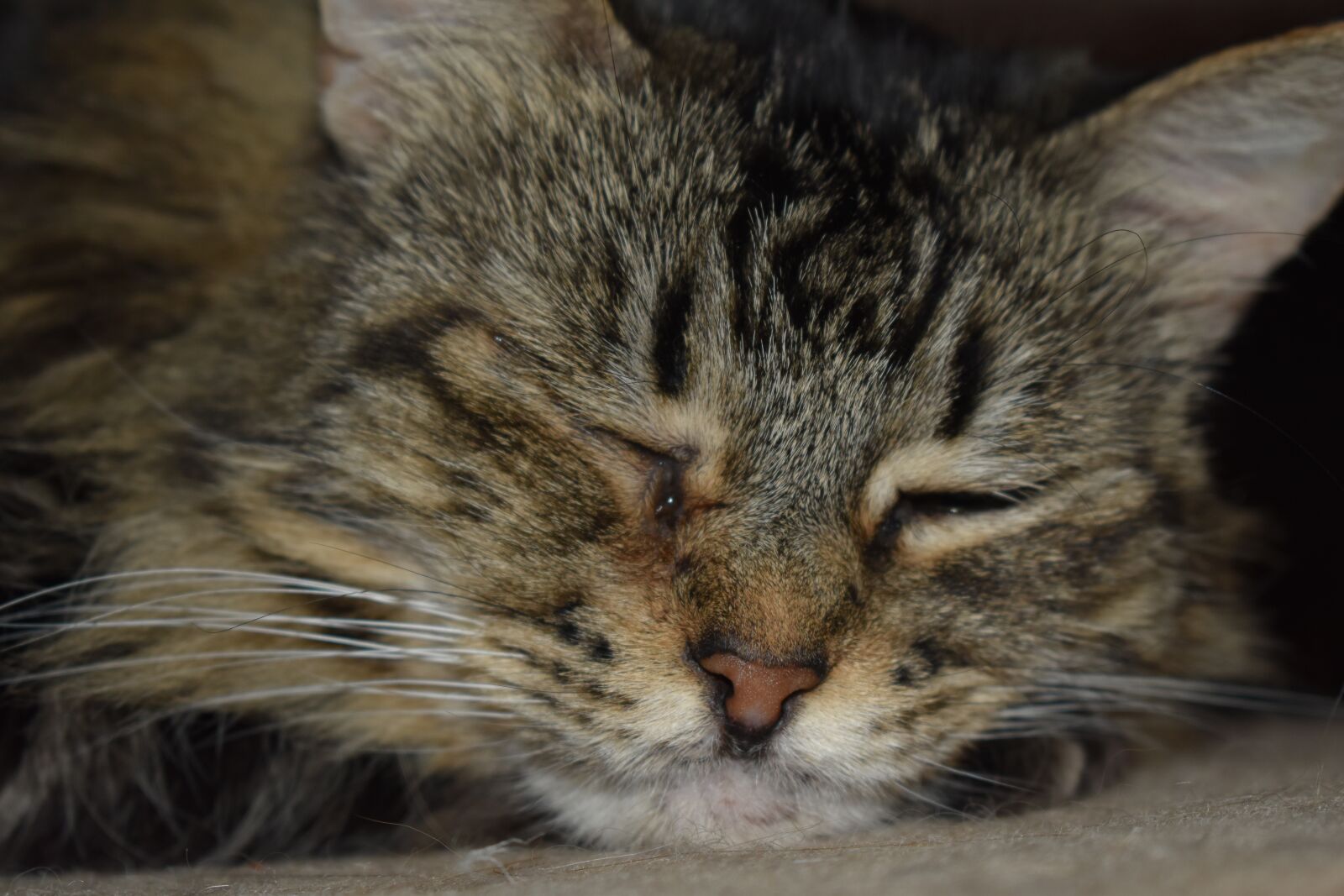 Nikon D3500 sample photo. Housecat, adorable, pet photography