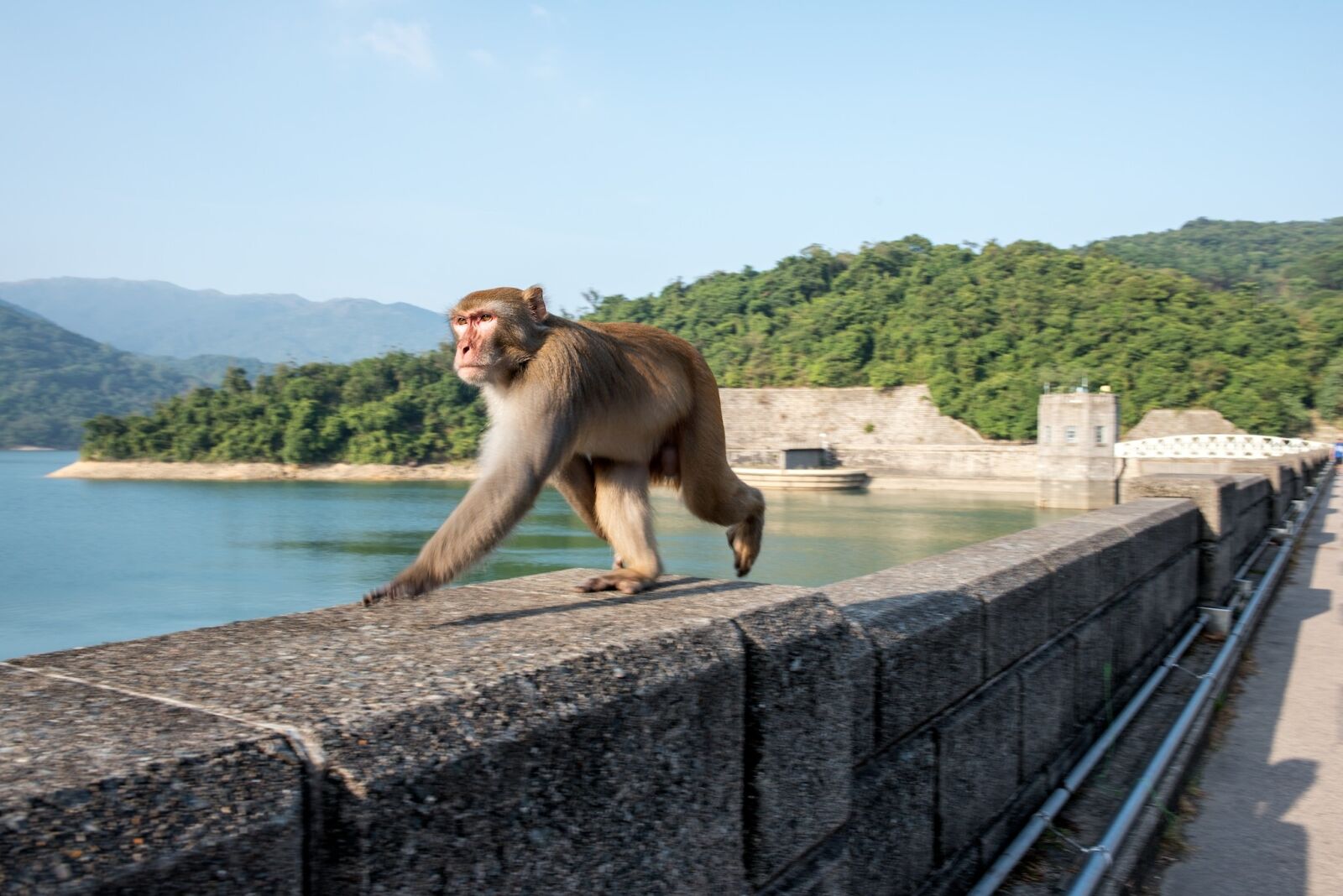 Nikon D750 sample photo. Ape, monkey, animal photography