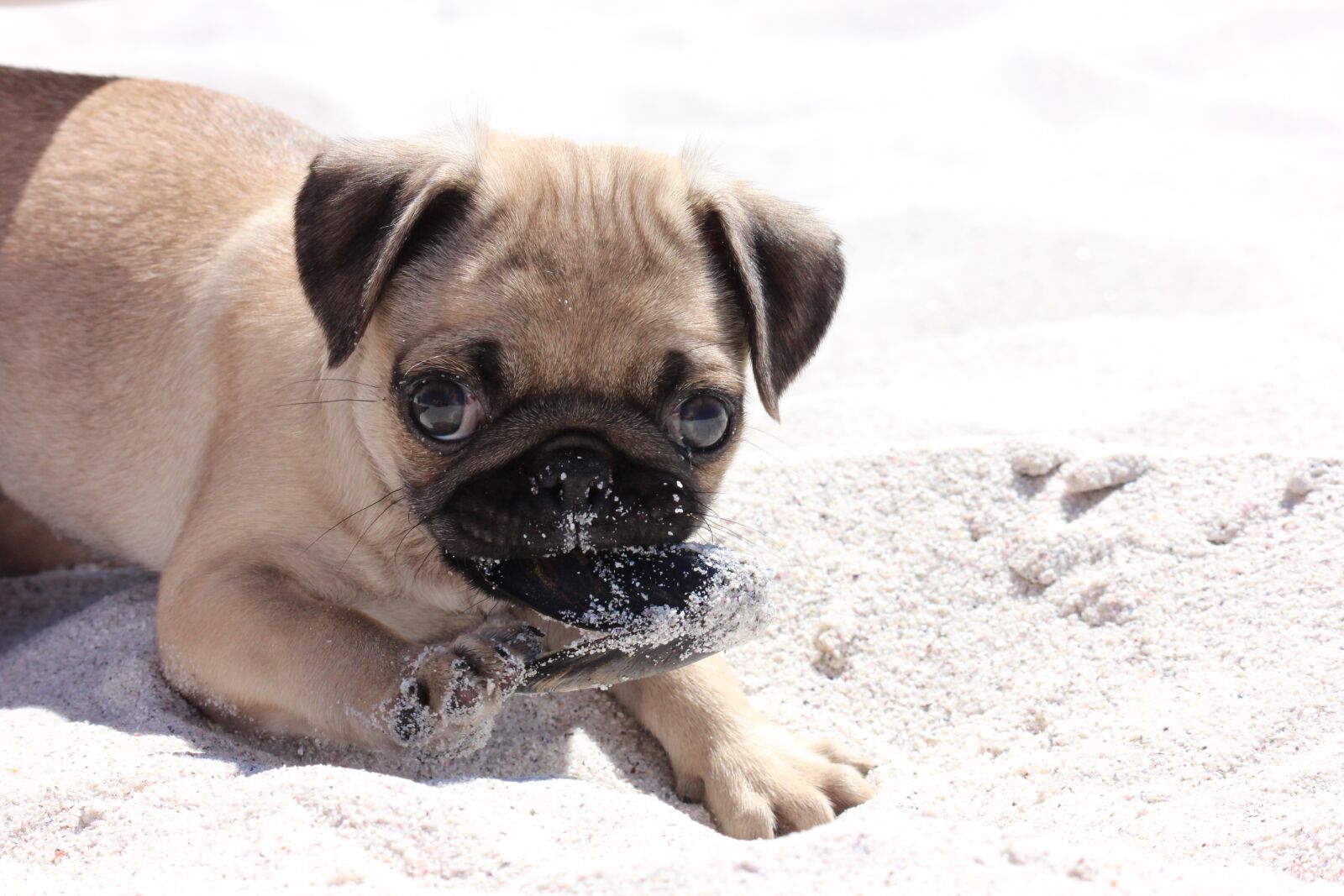 Canon EOS 600D (Rebel EOS T3i / EOS Kiss X5) sample photo. Pug, pug puppy, dog photography