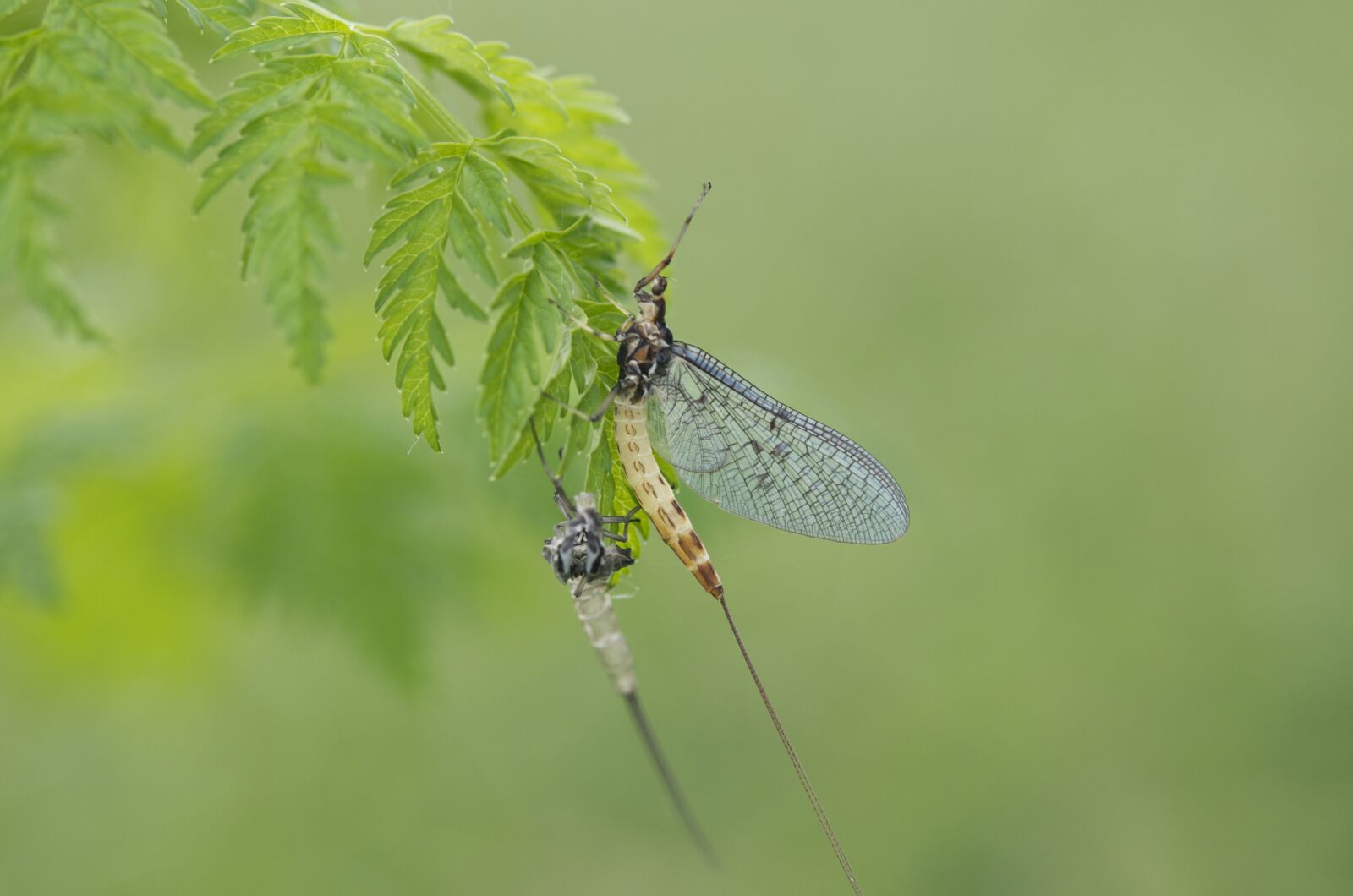 Nikon D300 sample photo. Fly fishing, natural, bait photography