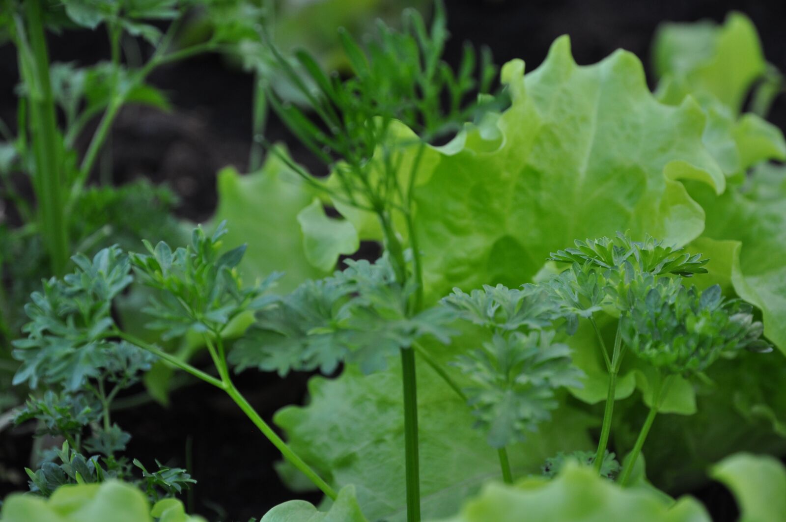 Nikon D90 sample photo. Green, herbs, spring photography
