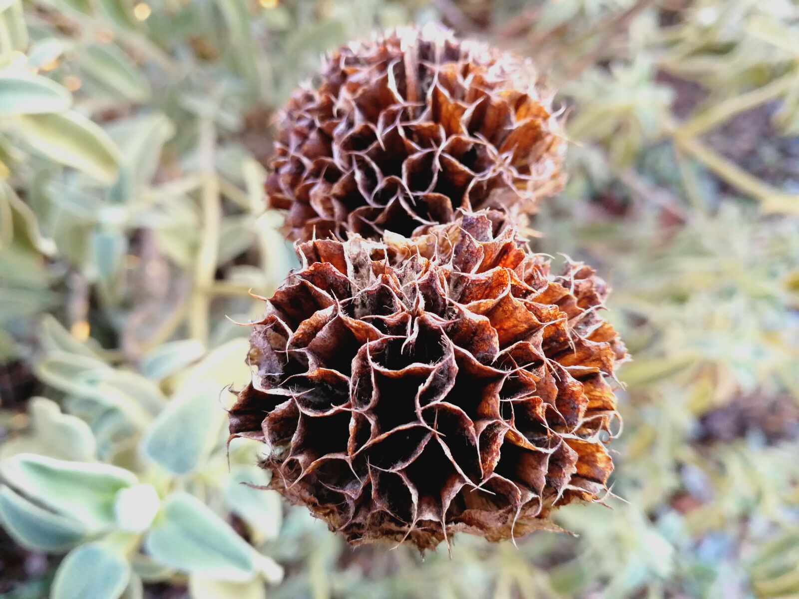 HUAWEI P10 sample photo. Dried flower, green background photography