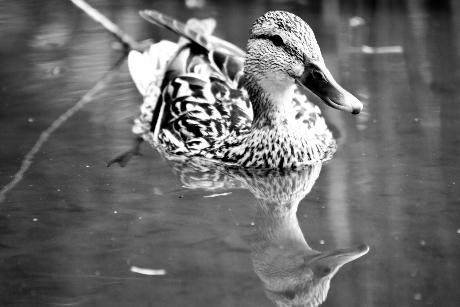 Nikon D3400 sample photo. Duck, mallard duck, water photography