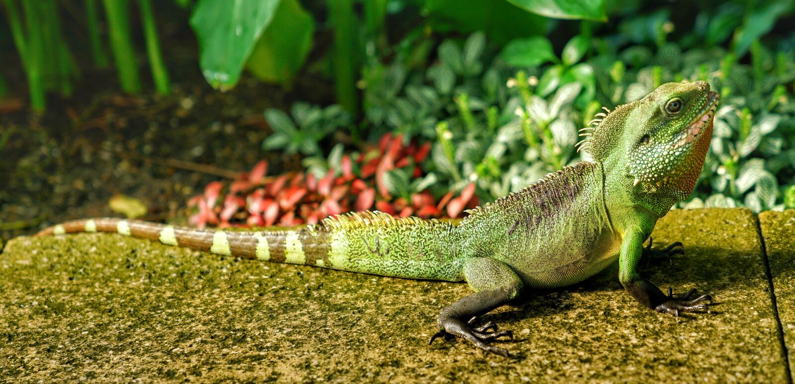 Sony a7R II + Sony FE 24-70mm F2.8 GM sample photo. Lizard, kew gardens, london photography