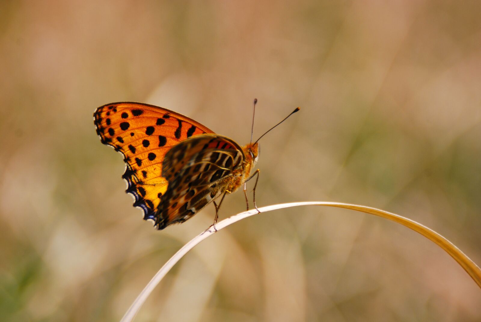 Nikon D40X sample photo. Butterfly, bug, insect photography