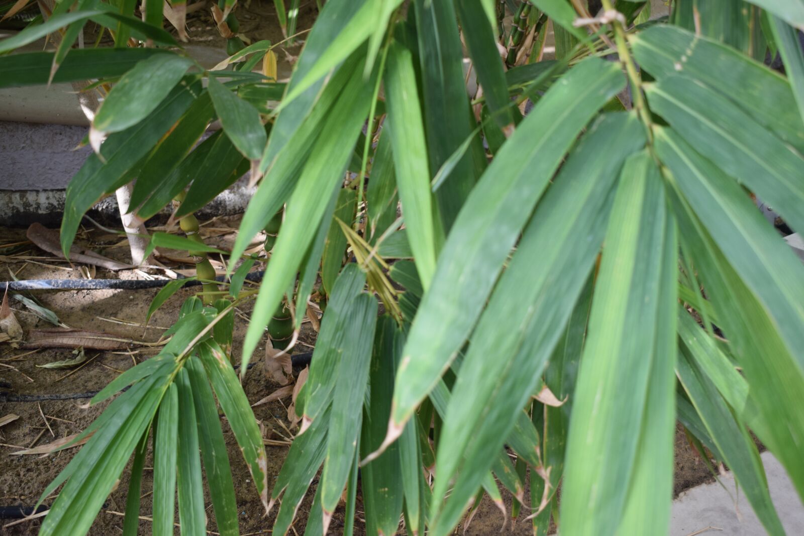 Nikon D5300 sample photo. Leaf, green, leaves photography