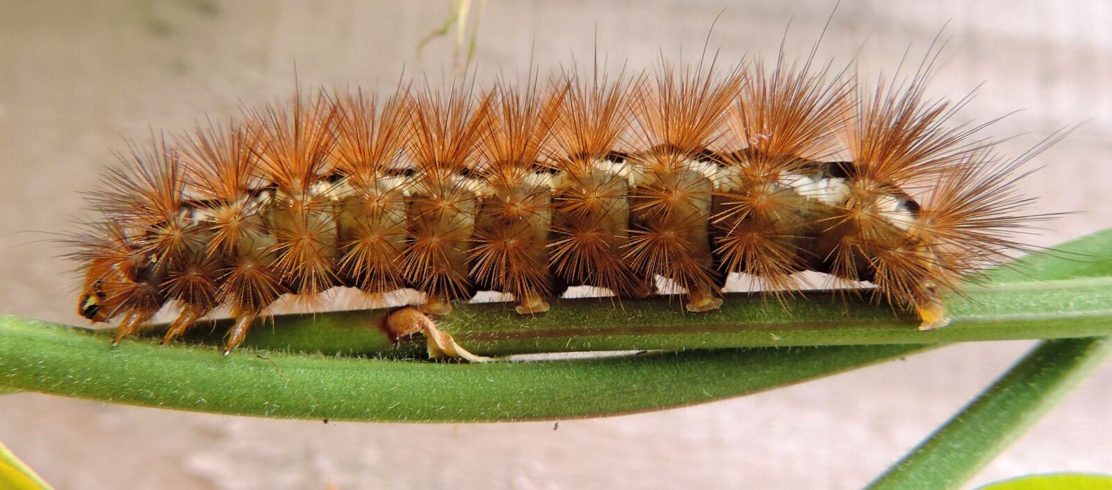 Nikon Coolpix P520 sample photo. Animal, bug, caterpillar, close photography