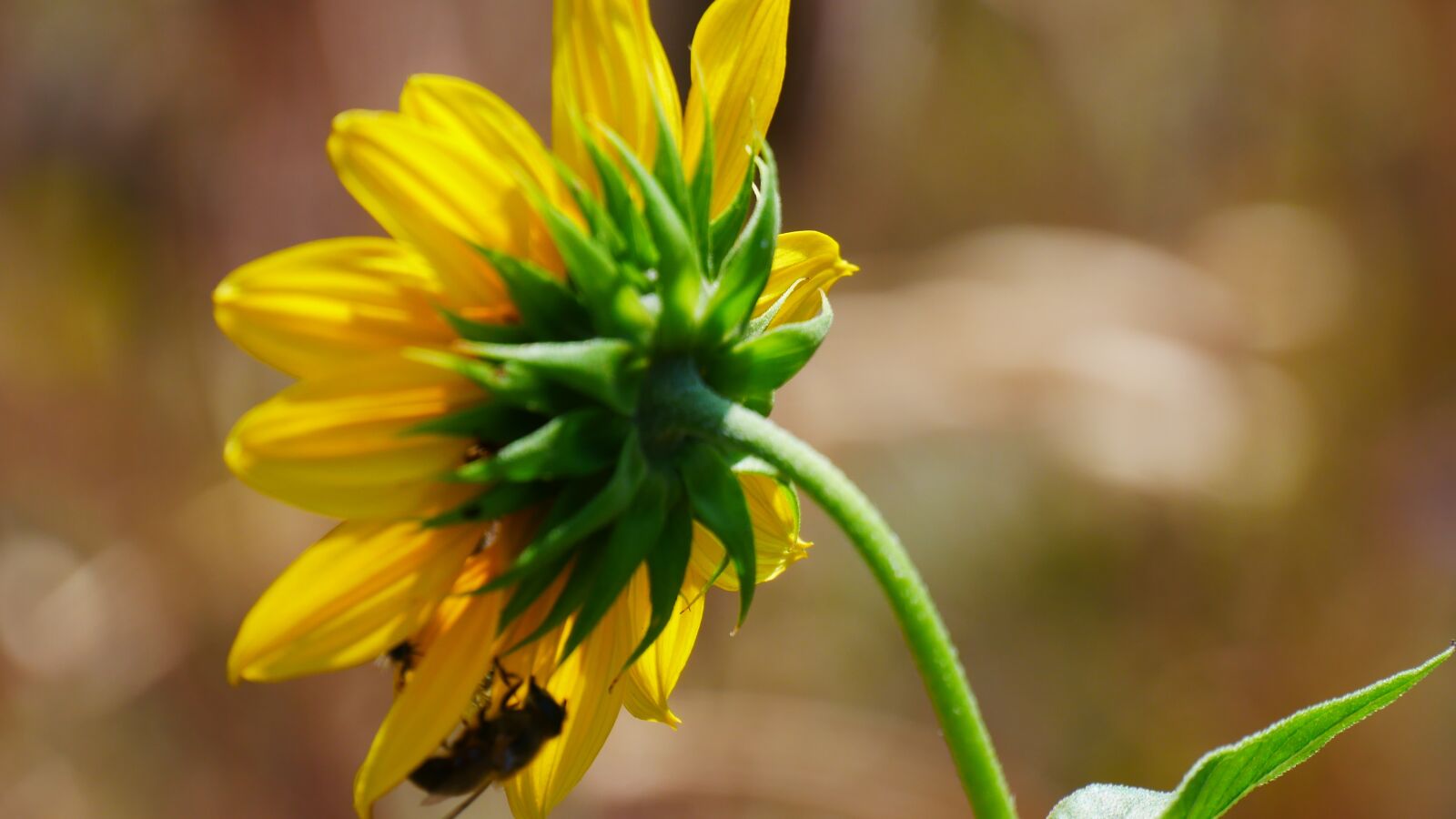 Panasonic Lumix DMC-G85 (Lumix DMC-G80) sample photo. Sunflower, flower, summer photography