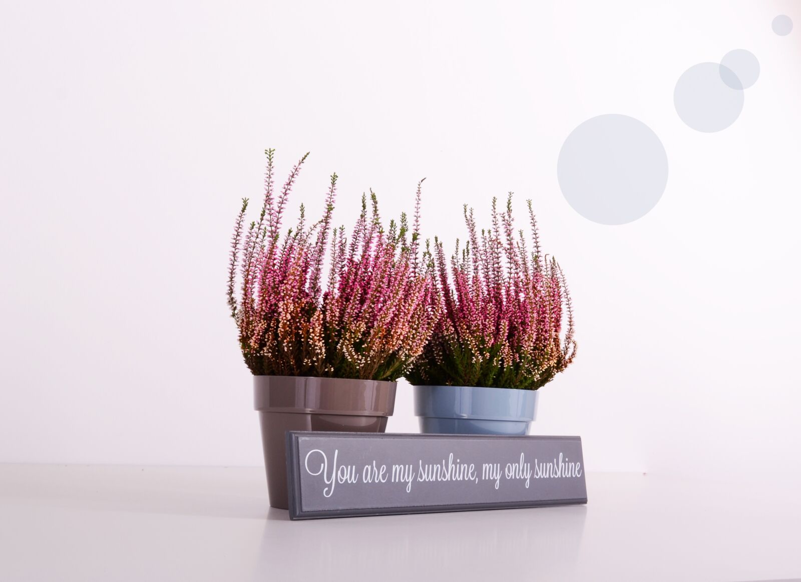 Nikon D3100 sample photo. Plants, flowerpots, green photography