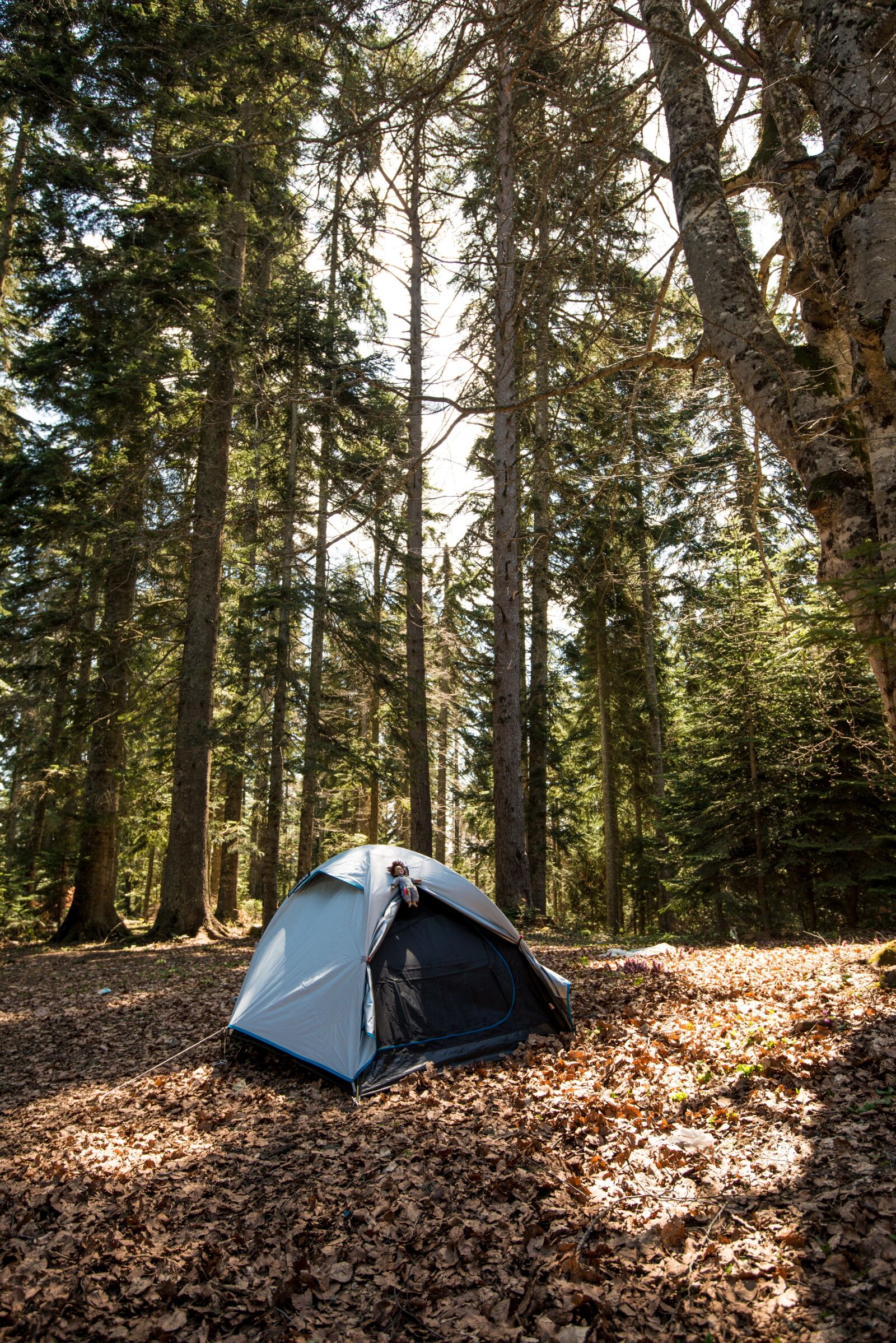 Nikon D800 sample photo. Forest, camp, wild photography