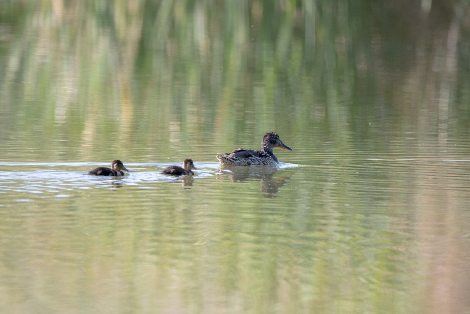 Tamron SP 150-600mm F5-6.3 Di VC USD sample photo. Fauna, duck, birds photography