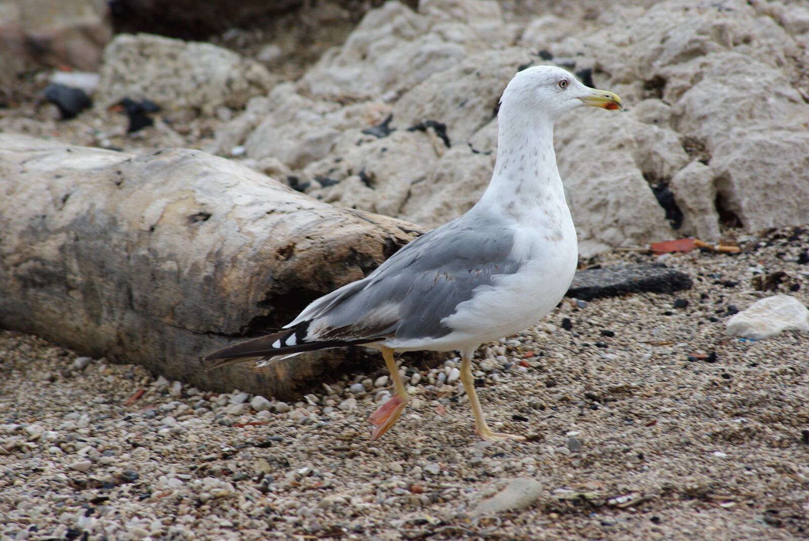 Pentax K200D sample photo. Seagull, bird, plumage photography
