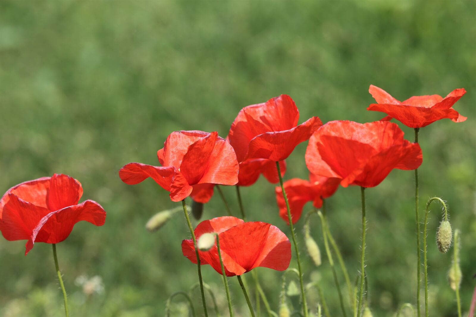 Canon EOS 6D sample photo. Red poppy, spring, bloom photography