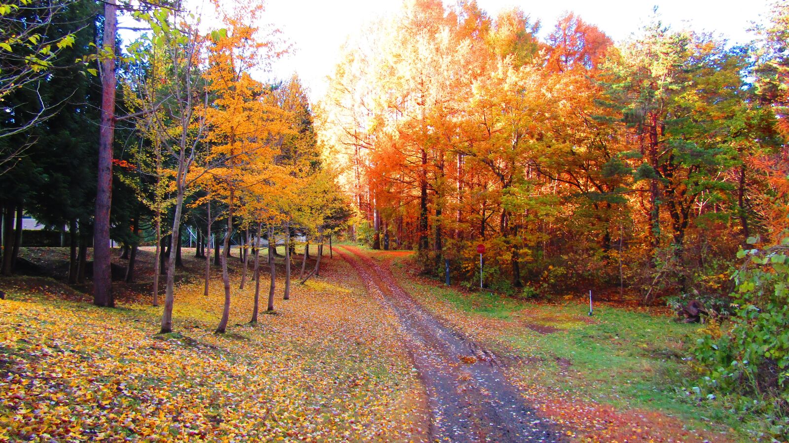 Canon PowerShot SX410 IS sample photo. Asahi, glitter, autumn photography