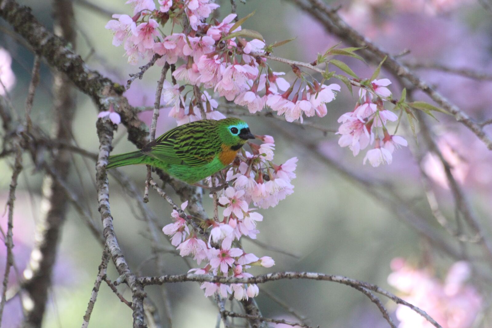 Canon EOS 600D (Rebel EOS T3i / EOS Kiss X5) sample photo. Brazilian bird, nature, brazil photography