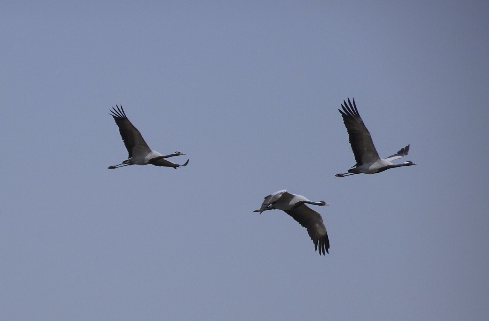 Sony Cyber-shot DSC-HX90V sample photo. Bird, crane, demoiselle crane photography