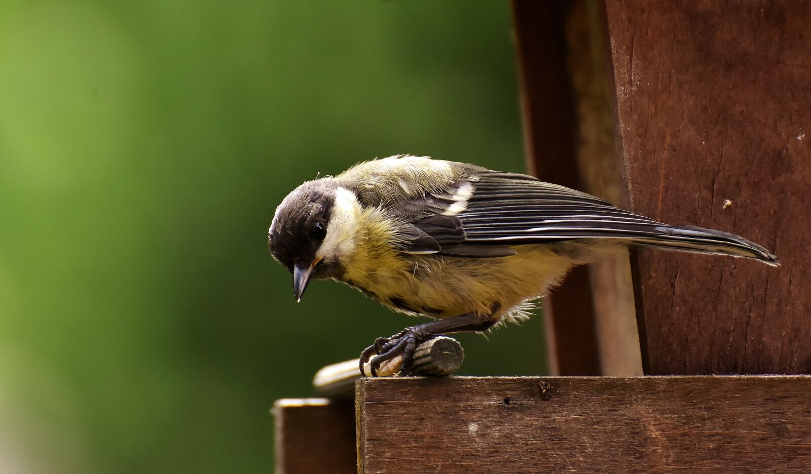 Nikon D7200 sample photo. Tit, food, peanuts photography