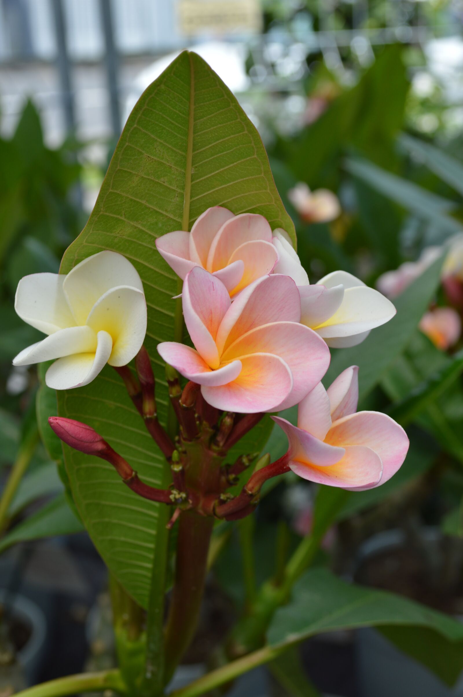 Nikon D3200 sample photo. Flower, plant, hawaii photography
