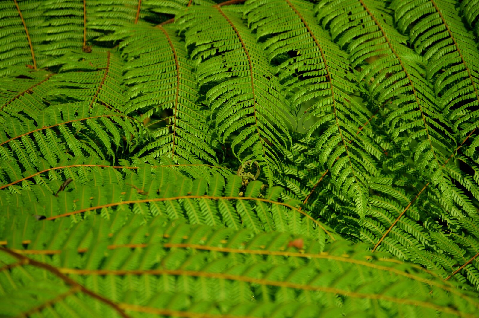 Nikon D3200 sample photo. Leaf, plant, green photography