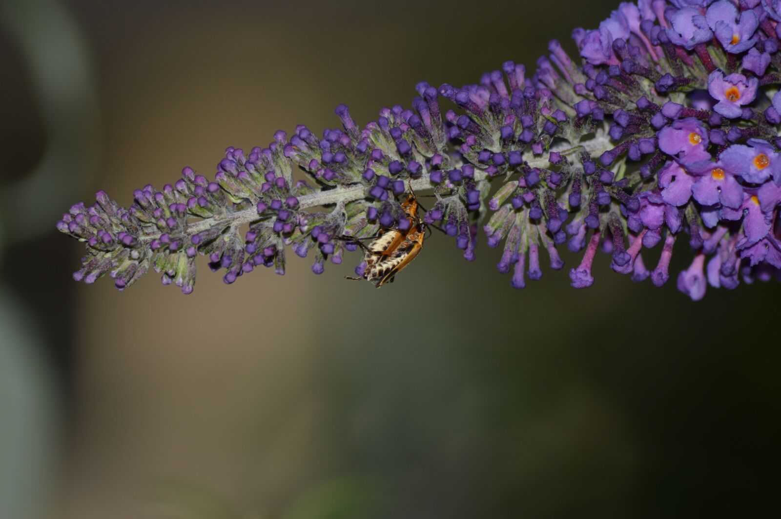 Nikon D3200 sample photo. Mating, season, closeup photography