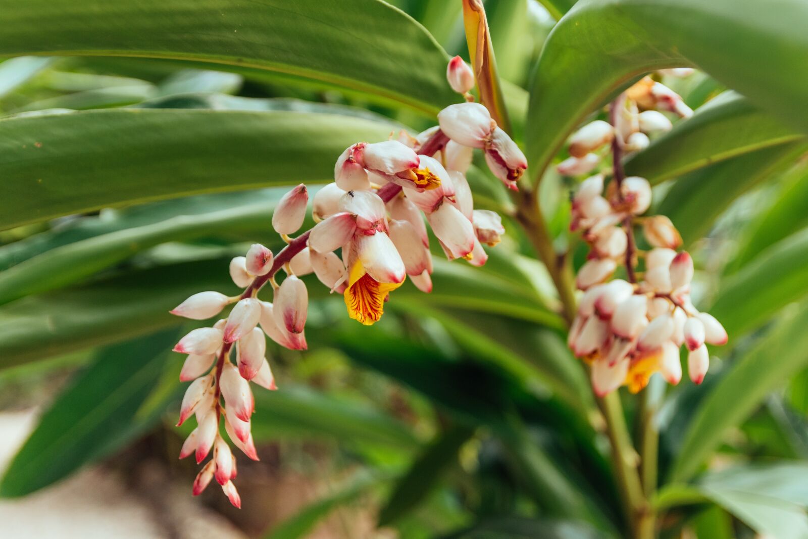 Nikon D5600 sample photo. Leaves, belize, tropic photography