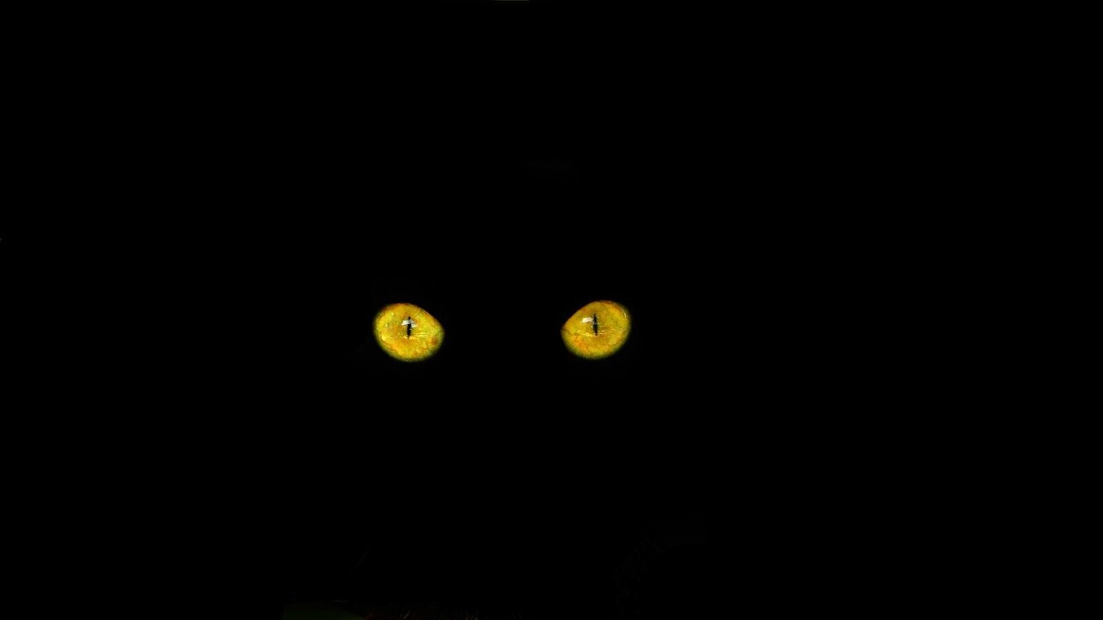 Sony Cyber-shot DSC-HX1 sample photo. Cat's eyes, black cat photography