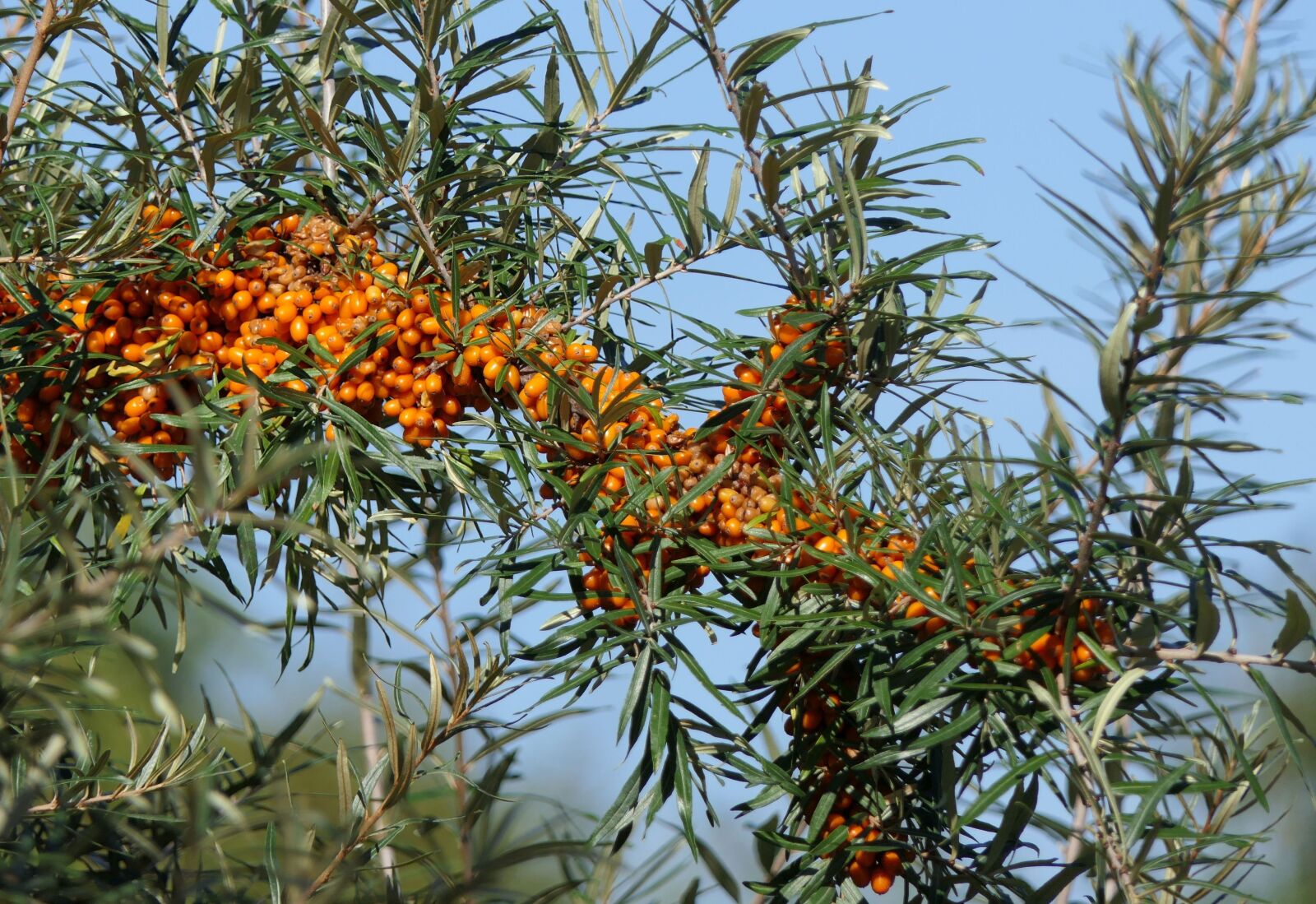 Panasonic Lumix DMC-FZ2500 (Lumix DMC-FZ2000) sample photo. Sea buckthorn, berries, fruit photography