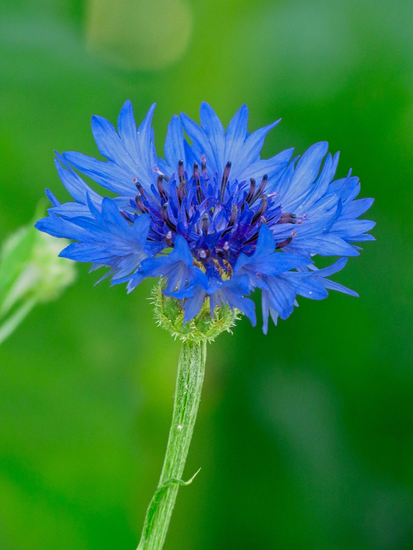 Canon PowerShot SX40 HS sample photo. Field, wheat, fleur-de-lis photography