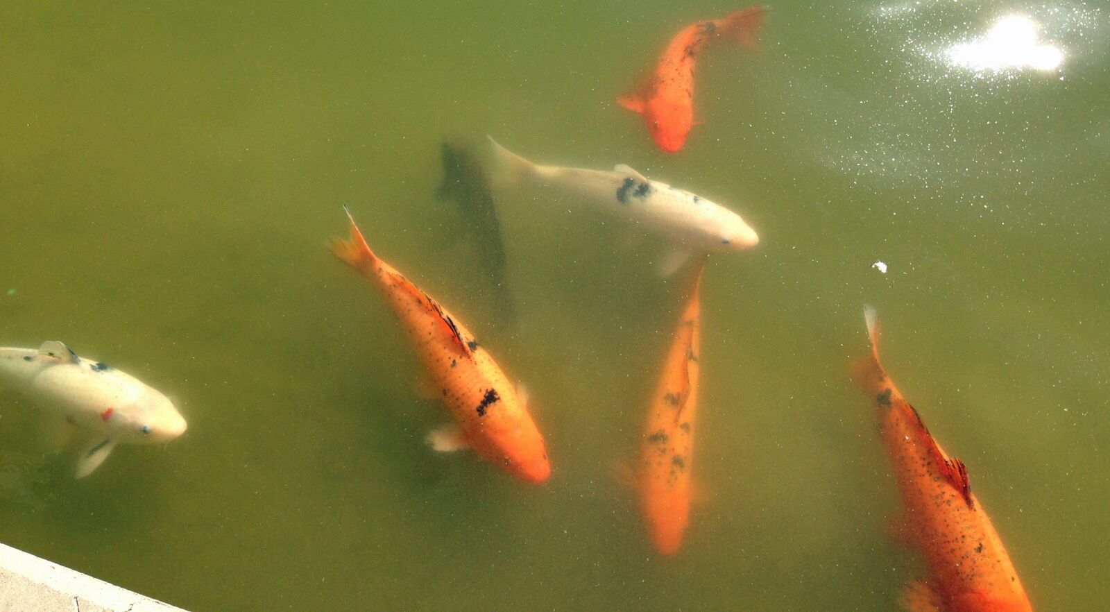 iPhone 5 back camera 4.12mm f/2.4 sample photo. Koi, pond, fish photography