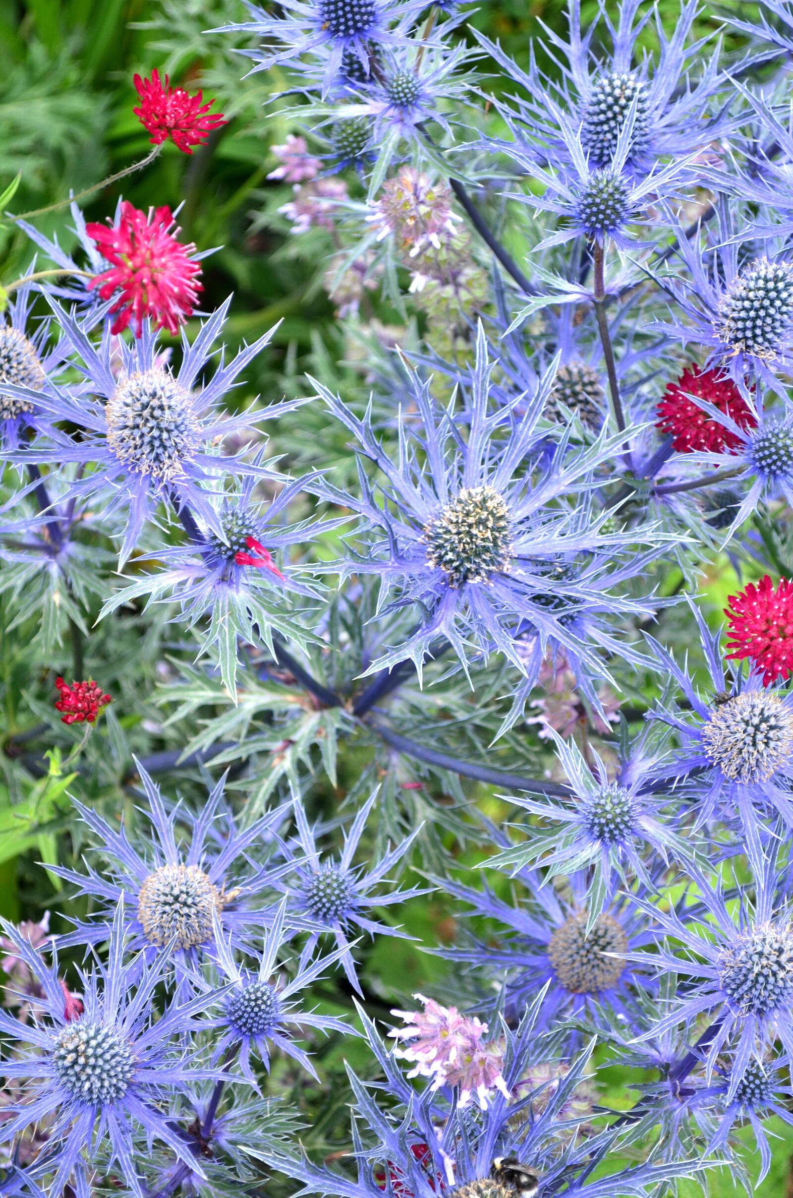 Nikon D5100 sample photo. Flower, purple, purple flower photography
