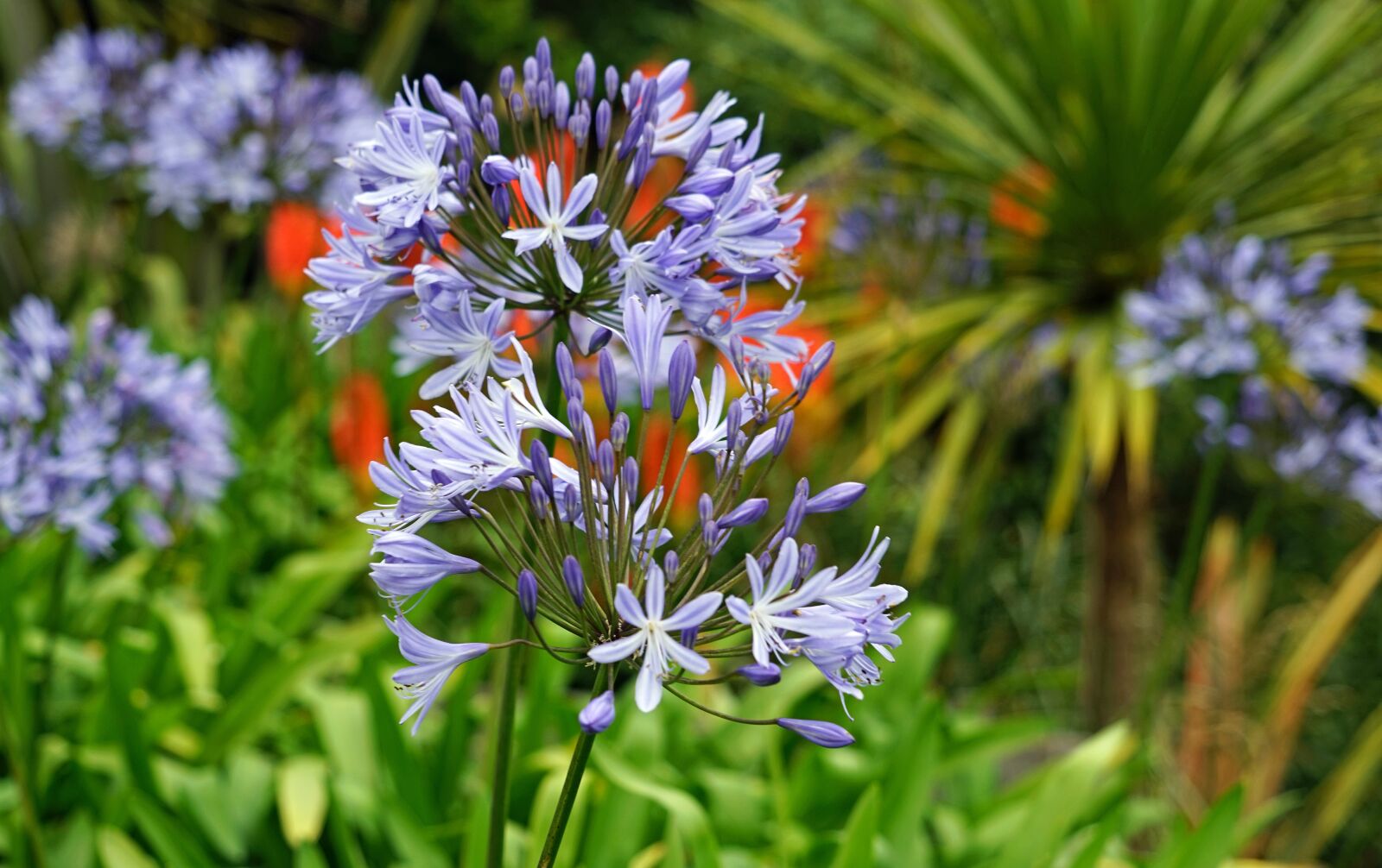 Sony a7 + Sony FE 24-240mm F3.5-6.3 OSS sample photo. Agapanthus, flower purple, jewelry photography