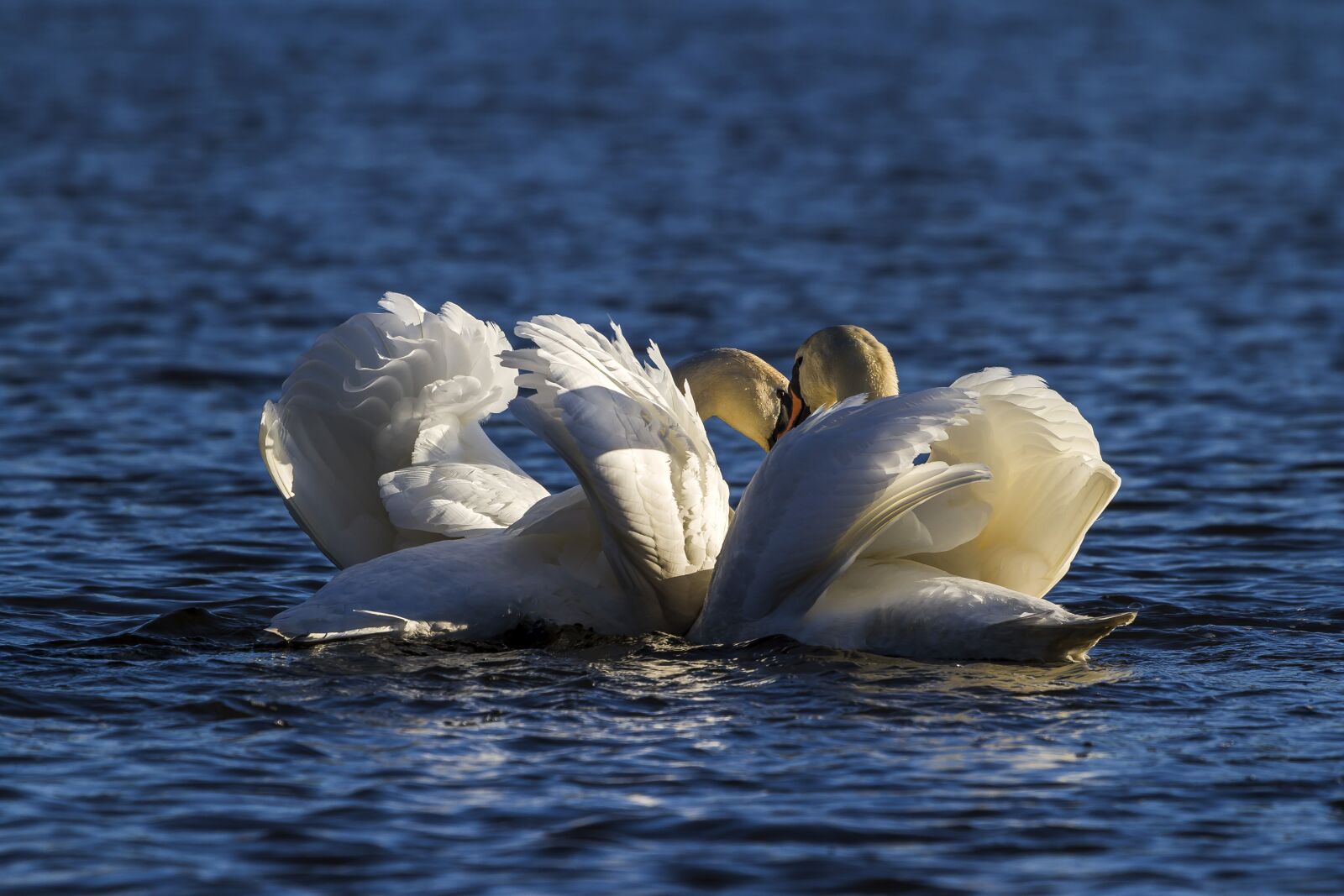 Canon EF 100-400mm F4.5-5.6L IS USM sample photo. Water, swans, lake photography