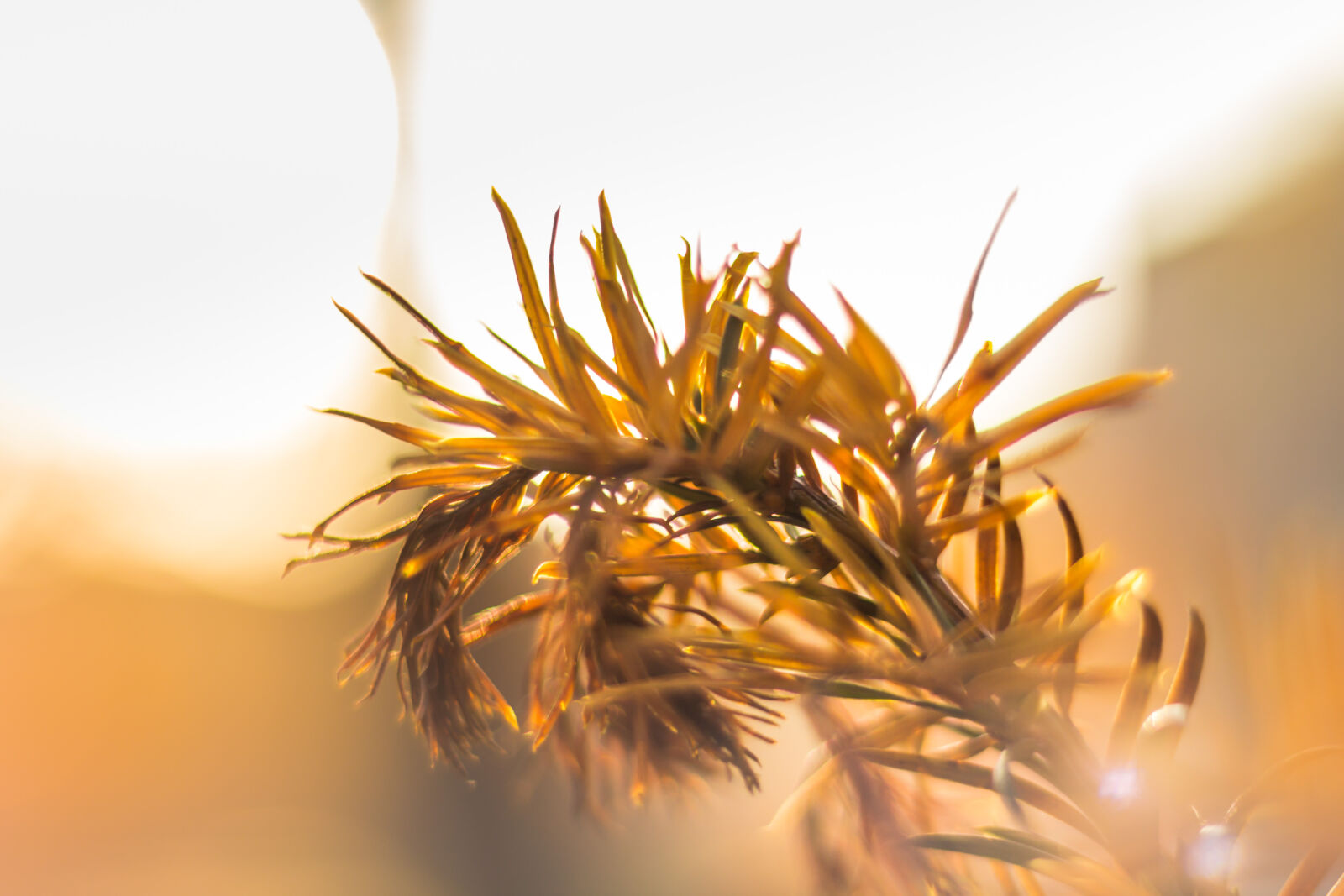 Canon EOS 60D + Canon EF 50mm F1.8 STM sample photo. Blur, branch, close, up photography
