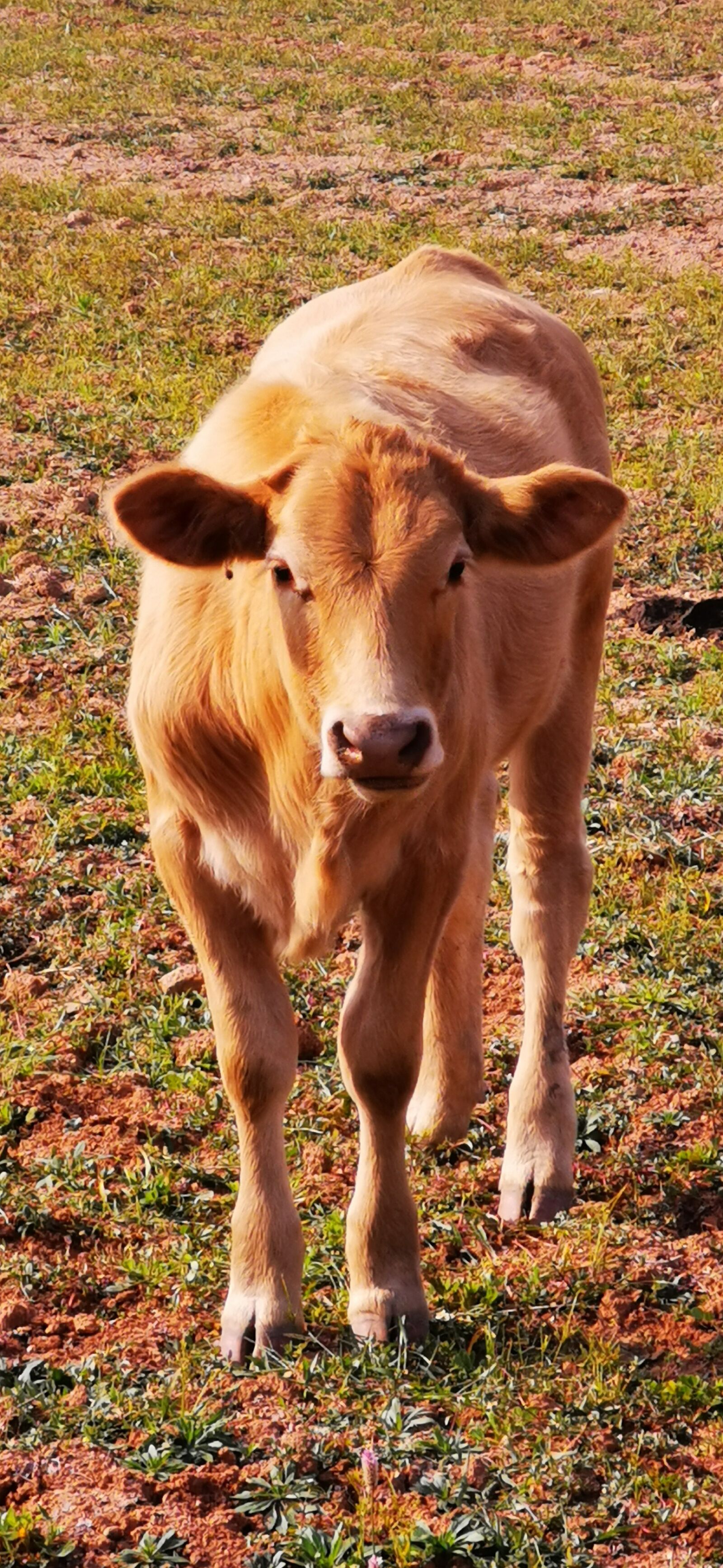 HUAWEI Mate 20 Pro sample photo. Animal, cow, yellow photography