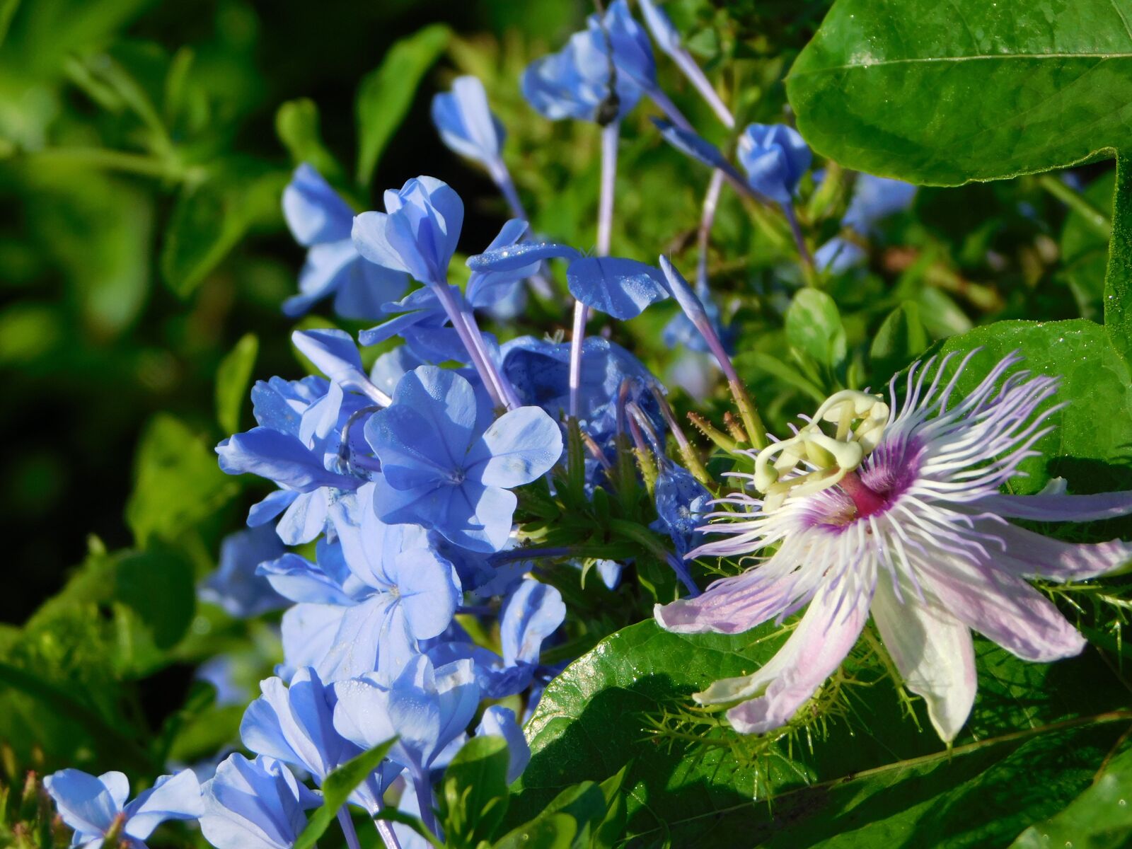 Nikon Coolpix L840 sample photo. Flower, blue, lilac photography
