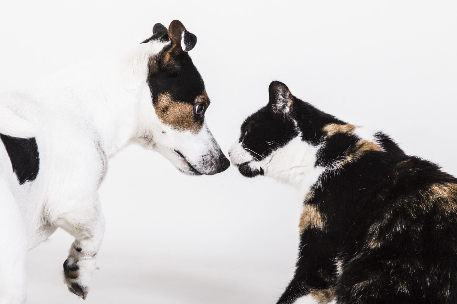 Canon EOS 6D + Canon EF 24-105mm F4L IS USM sample photo. Dog, cat, cats photography