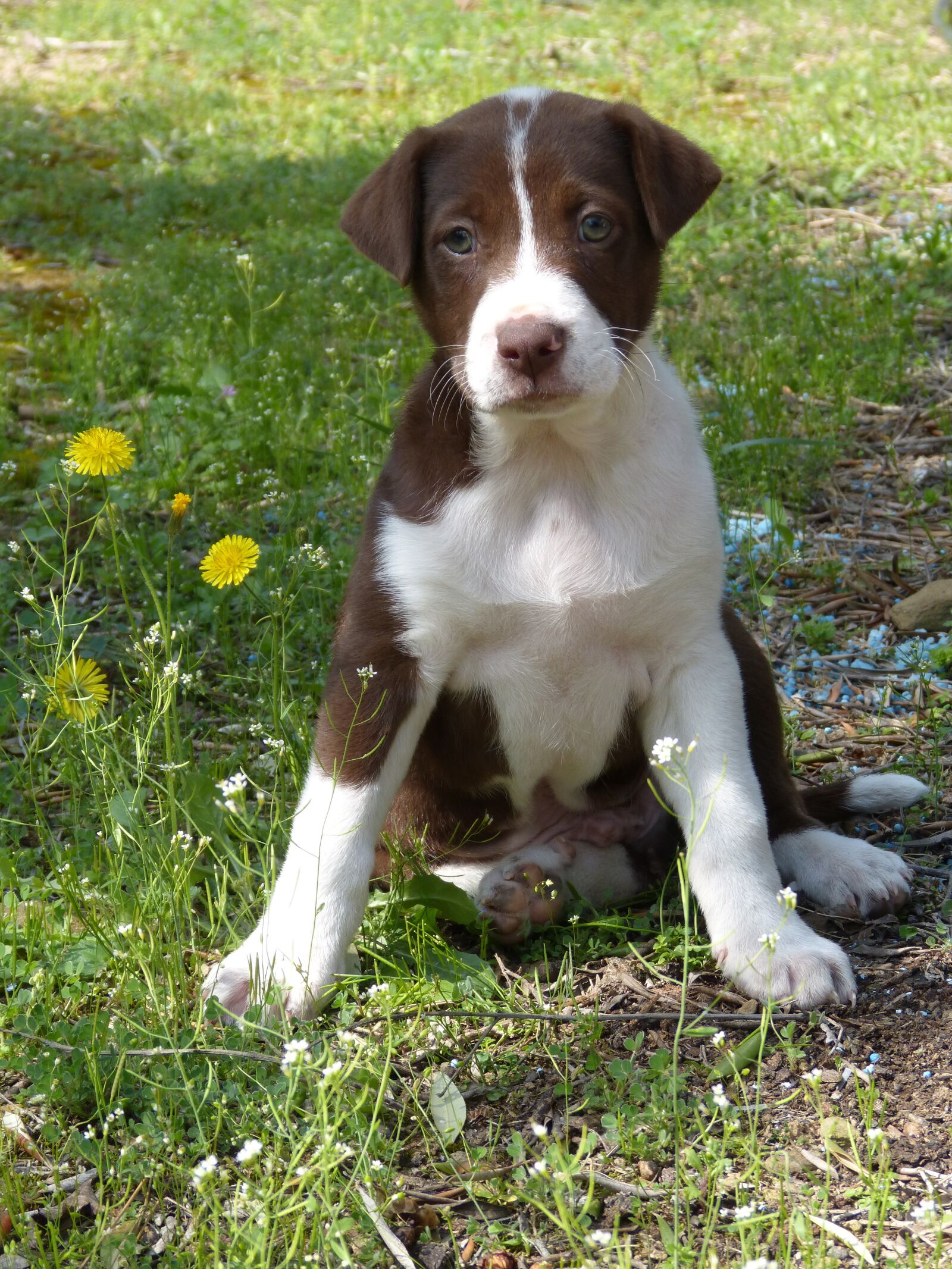 Panasonic DMC-FZ62 sample photo. Puppy, dog, pet photography