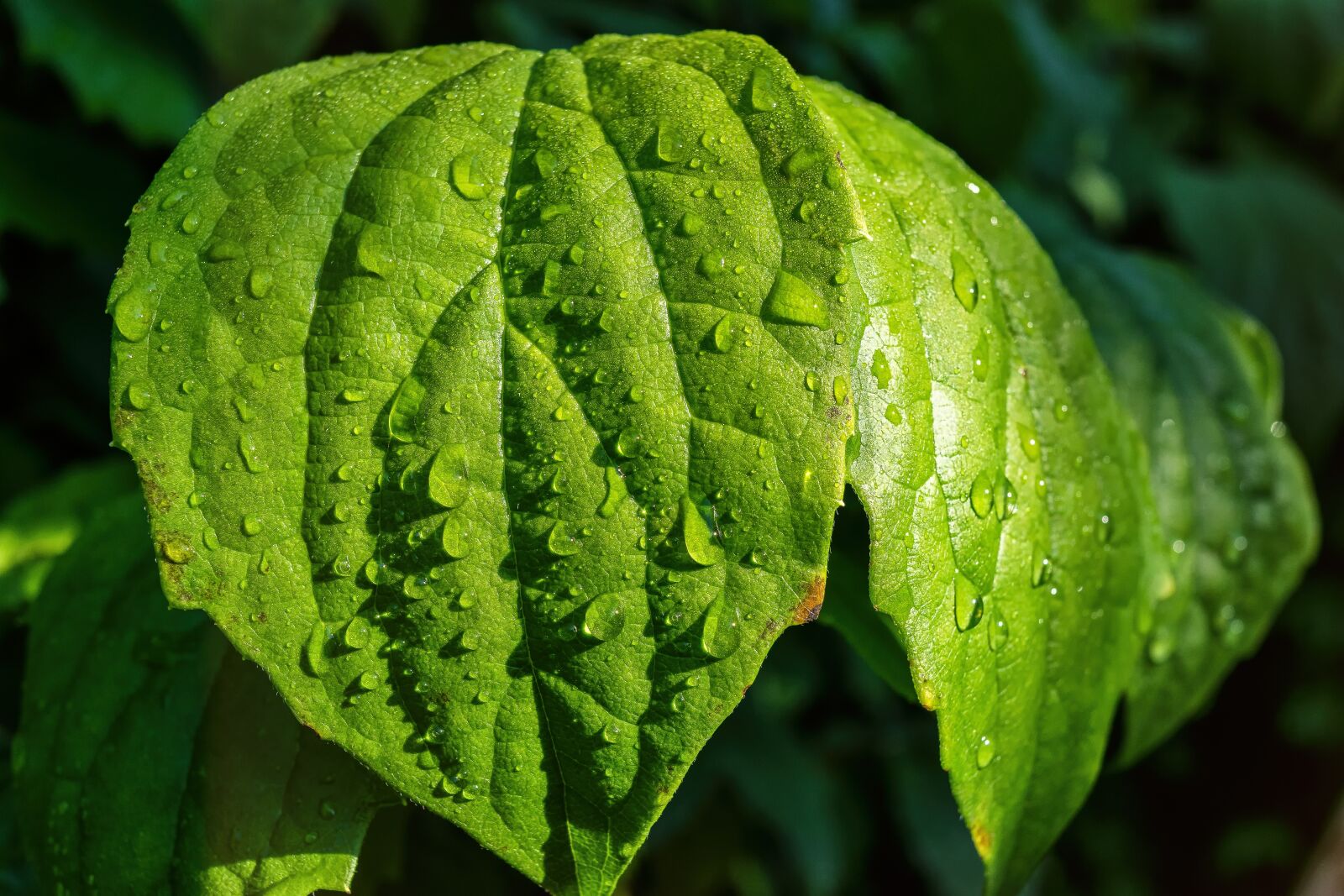 Nikon D3300 sample photo. Leaf, drip, drop of photography