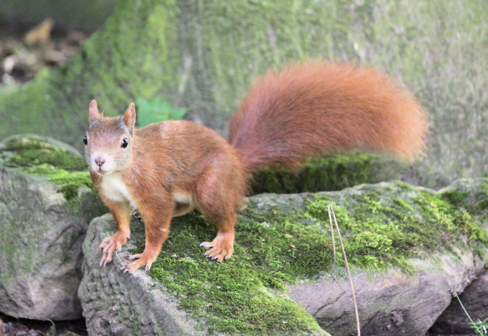 Canon EOS 550D (EOS Rebel T2i / EOS Kiss X4) sample photo. The squirrel, rusty, rodent photography