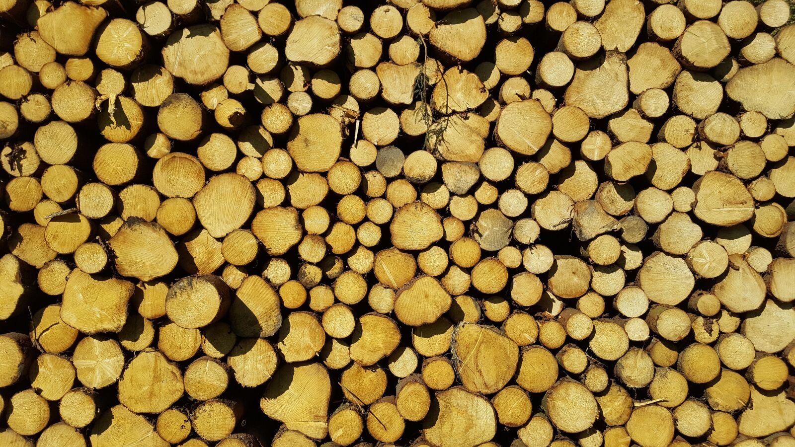 Samsung Galaxy S6 sample photo. Timber harvesting, nature, forest photography