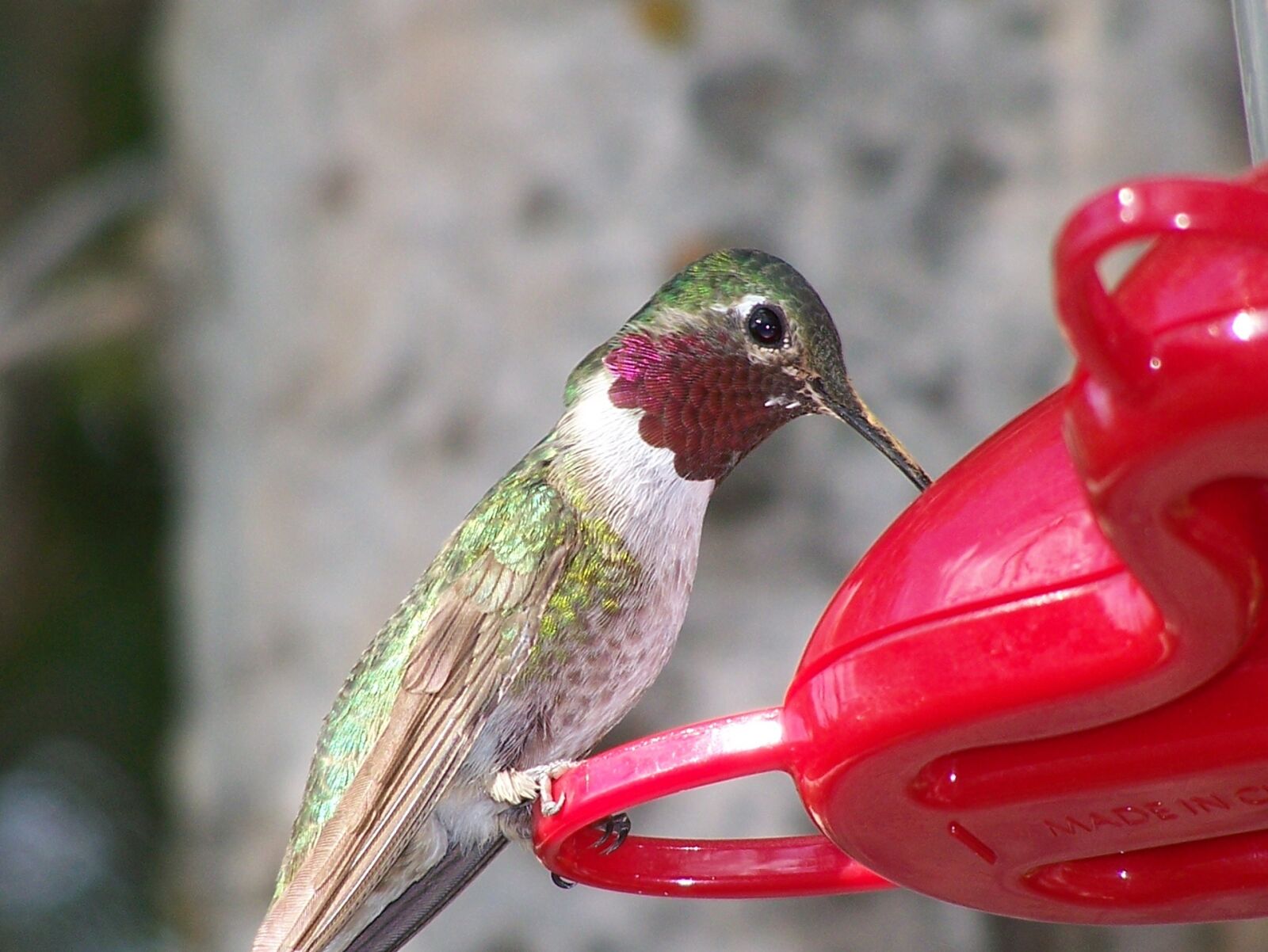 Kodak Z650 ZOOM DIGITAL CAMERA sample photo. Hummingbird, feeding, beak photography