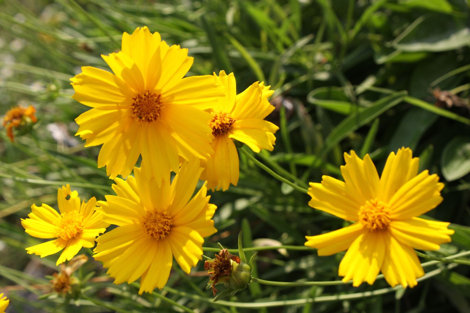 Canon EOS 50D sample photo. Yellow flower, yellow, plants photography